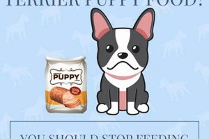 Guide to: Best Food for Boston Terrier Puppy Nutrition World’s Most Delicious Foods: Must-Try Dishes from Every Country Guide to: Best Food for Boston Terrier Puppy Nutrition | World’s Most Delicious Foods: Must-Try Dishes from Every Country