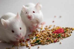 Do Mice Eat Dog Food? Keep Food Safe! World’s Most Delicious Foods: Must-Try Dishes from Every Country Do Mice Eat Dog Food? Keep Food Safe! | World’s Most Delicious Foods: Must-Try Dishes from Every Country