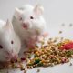 Do Mice Eat Dog Food? Keep Food Safe! | World’s Most Delicious Foods: Must-Try Dishes from Every Country