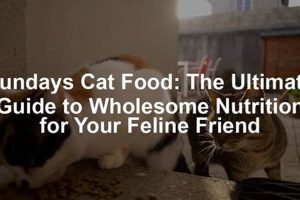 Sundays Cat Food: Is It Worth It? Review & Guide World’s Most Delicious Foods: Must-Try Dishes from Every Country Sundays Cat Food: Is It Worth It? Review & Guide | World’s Most Delicious Foods: Must-Try Dishes from Every Country
