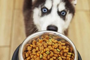 Top Picks: Best Puppy Food for Siberian Huskies (Guide) World’s Most Delicious Foods: Must-Try Dishes from Every Country Top Picks: Best Puppy Food for Siberian Huskies (Guide) | World’s Most Delicious Foods: Must-Try Dishes from Every Country