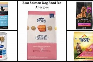 Top Picks: Best Salmon Dog Food for Allergies | Relief Now World’s Most Delicious Foods: Must-Try Dishes from Every Country Top Picks: Best Salmon Dog Food for Allergies | Relief Now | World’s Most Delicious Foods: Must-Try Dishes from Every Country