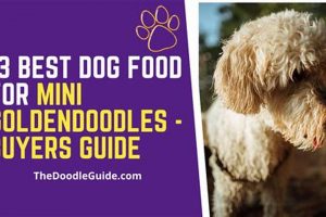Guide: Best Food for Mini Goldendoodle Puppies & Adults | World’s Most Delicious Foods: Must-Try Dishes from Every Country