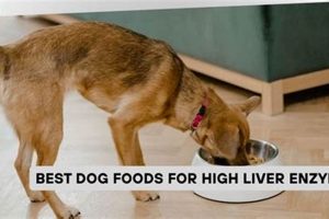 Best Dog Food for High Liver Enzymes: Support & Health! | World’s Most Delicious Foods: Must-Try Dishes from Every Country
