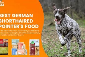 Best Dog Food for German Shorthaired Pointer: Diet Guide | World’s Most Delicious Foods: Must-Try Dishes from Every Country