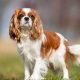 Best Food for Cavalier King Charles Spaniels: Fueling Health & Happiness | World’s Most Delicious Foods: Must-Try Dishes from Every Country