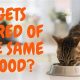 Do Cats Get Tired of the Same Food? Tips &amp; Variety! | World’s Most Delicious Foods: Must-Try Dishes from Every Country
