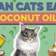 Benefits of Cat Food with Coconut Oil for Happy Cats! | World’s Most Delicious Foods: Must-Try Dishes from Every Country