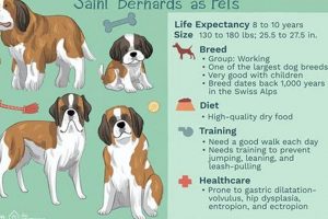 The Ultimate Best Food for St Bernard Puppy Guide | World’s Most Delicious Foods: Must-Try Dishes from Every Country