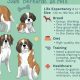 The Ultimate Best Food for St Bernard Puppy Guide | World’s Most Delicious Foods: Must-Try Dishes from Every Country