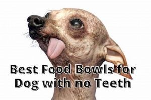 Best Food for Dogs With No Teeth: Soft &amp; Nutritious Meals | World’s Most Delicious Foods: Must-Try Dishes from Every Country