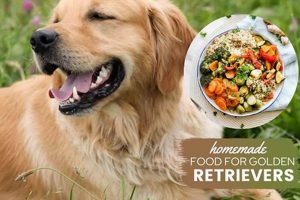 Top-Rated: Best Golden Retriever Dog Food [2024 Guide] | World’s Most Delicious Foods: Must-Try Dishes from Every Country