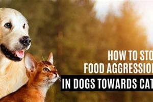 Help! How to Stop Food Aggression in Cats: Tips &amp; Tricks | World’s Most Delicious Foods: Must-Try Dishes from Every Country