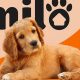 Milo Dog Food: Nutrition for a Healthy, Happy Dog | World’s Most Delicious Foods: Must-Try Dishes from Every Country