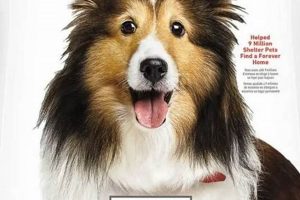 Top-Rated: Best Dog Food to Prevent Shedding Today! | World’s Most Delicious Foods: Must-Try Dishes from Every Country