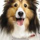 Top-Rated: Best Dog Food to Prevent Shedding Today! | World’s Most Delicious Foods: Must-Try Dishes from Every Country