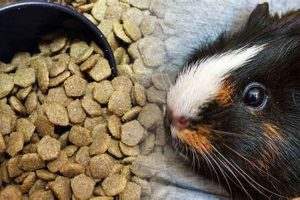 Can Dog Food Hurt Guinea Pigs? The Risks &amp; Dangers | World’s Most Delicious Foods: Must-Try Dishes from Every Country