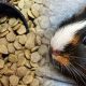 Can Dog Food Hurt Guinea Pigs? The Risks &amp; Dangers | World’s Most Delicious Foods: Must-Try Dishes from Every Country