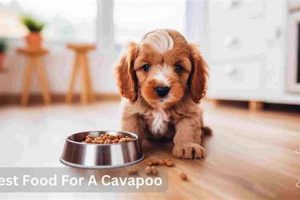 Top Picks: Best Dog Food for Cavapoo Puppy (Expert Guide) World’s Most Delicious Foods: Must-Try Dishes from Every Country Top Picks: Best Dog Food for Cavapoo Puppy (Expert Guide) | World’s Most Delicious Foods: Must-Try Dishes from Every Country