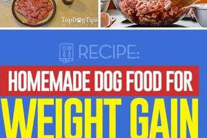 Best Dog Food to Gain Weight: A Complete Guide | World’s Most Delicious Foods: Must-Try Dishes from Every Country