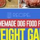 Best Dog Food to Gain Weight: A Complete Guide | World’s Most Delicious Foods: Must-Try Dishes from Every Country