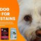 Top Picks: Best Dog Food for Tear Stains Today | World’s Most Delicious Foods: Must-Try Dishes from Every Country
