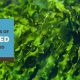 Why Seaweed Dog Food? The Superfood for Dogs! | World’s Most Delicious Foods: Must-Try Dishes from Every Country