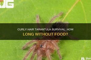 Tarantula Fasting: How Long Can They Live Without Food? World’s Most Delicious Foods: Must-Try Dishes from Every Country Tarantula Fasting: How Long Can They Live Without Food? | World’s Most Delicious Foods: Must-Try Dishes from Every Country