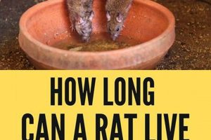 Rat Survival: How Long Can Rats Live Without Food or Water? Guide World’s Most Delicious Foods: Must-Try Dishes from Every Country Rat Survival: How Long Can Rats Live Without Food or Water? Guide | World’s Most Delicious Foods: Must-Try Dishes from Every Country