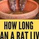 Rat Survival: How Long Can Rats Live Without Food or Water? Guide | World’s Most Delicious Foods: Must-Try Dishes from Every Country