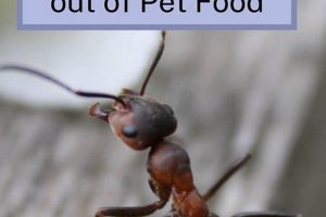 [Simple Guide] How to Get Ants Out of Dog Food - Safe Tips! | World’s Most Delicious Foods: Must-Try Dishes from Every Country