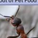 [Simple Guide] How to Get Ants Out of Dog Food - Safe Tips! | World’s Most Delicious Foods: Must-Try Dishes from Every Country