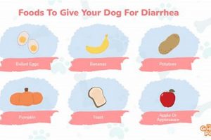 Can Dog Food Cause Dog Diarrhea? Know More | Guide | World’s Most Delicious Foods: Must-Try Dishes from Every Country