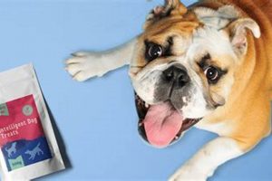 Dog Food and Bad Breath: Diet's Breath Connection | World’s Most Delicious Foods: Must-Try Dishes from Every Country