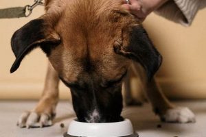 Dog Food Facts: What Are Tocopherols & Why? | World’s Most Delicious Foods: Must-Try Dishes from Every Country