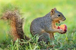 Do Squirrels Eat Dog Food? Food & Safety Tips | World’s Most Delicious Foods: Must-Try Dishes from Every Country