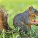 Do Squirrels Eat Dog Food? Food & Safety Tips | World’s Most Delicious Foods: Must-Try Dishes from Every Country