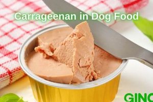 Is Carrageenan in Dog Food Safe? Risks & Alternatives | World’s Most Delicious Foods: Must-Try Dishes from Every Country