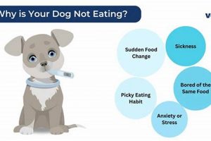Dog's Mystery: Why Is My Dog Hiding Food &amp; Not Eating? Help! | World’s Most Delicious Foods: Must-Try Dishes from Every Country