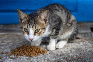 Is 9 Lives Cat Food Killing Cats? Safety Concerns | World’s Most Delicious Foods: Must-Try Dishes from Every Country