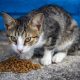 Is 9 Lives Cat Food Killing Cats? Safety Concerns | World’s Most Delicious Foods: Must-Try Dishes from Every Country
