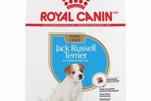 Top Rated: Best Dog Food for Jack Russell Dog - Guide World’s Most Delicious Foods: Must-Try Dishes from Every Country Top Rated: Best Dog Food for Jack Russell Dog - Guide | World’s Most Delicious Foods: Must-Try Dishes from Every Country