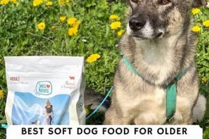 Best Soft Dry Dog Food for Dogs with Bad Teeth: Guide! World’s Most Delicious Foods: Must-Try Dishes from Every Country Best Soft Dry Dog Food for Dogs with Bad Teeth: Guide! | World’s Most Delicious Foods: Must-Try Dishes from Every Country