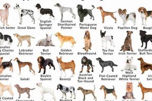 Top-Rated Best Dog Food for Hunting Breeds: Fuel Your Hunter! World’s Most Delicious Foods: Must-Try Dishes from Every Country Top-Rated Best Dog Food for Hunting Breeds: Fuel Your Hunter! | World’s Most Delicious Foods: Must-Try Dishes from Every Country