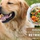 Best Dog Food for Golden Retrievers: Breed Nutrition | World’s Most Delicious Foods: Must-Try Dishes from Every Country