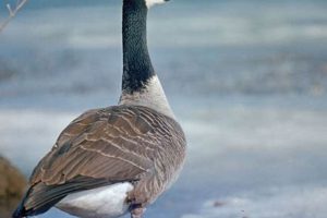 Best Canada Goose Bird Food: Natural & Safe Diet Guide World’s Most Delicious Foods: Must-Try Dishes from Every Country Best Canada Goose Bird Food: Natural & Safe Diet Guide | World’s Most Delicious Foods: Must-Try Dishes from Every Country