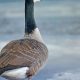 Best Canada Goose Bird Food: Natural &amp; Safe Diet Guide | World’s Most Delicious Foods: Must-Try Dishes from Every Country