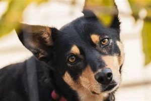 Best Dog Food for Kelpies: Breed-Specific Diet Guide | World’s Most Delicious Foods: Must-Try Dishes from Every Country