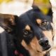 Best Dog Food for Kelpies: Breed-Specific Diet Guide | World’s Most Delicious Foods: Must-Try Dishes from Every Country