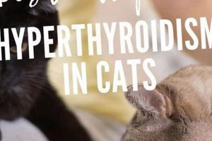 Best Food for Cats with Hyperthyroidism: Diet & Care Tips | World’s Most Delicious Foods: Must-Try Dishes from Every Country